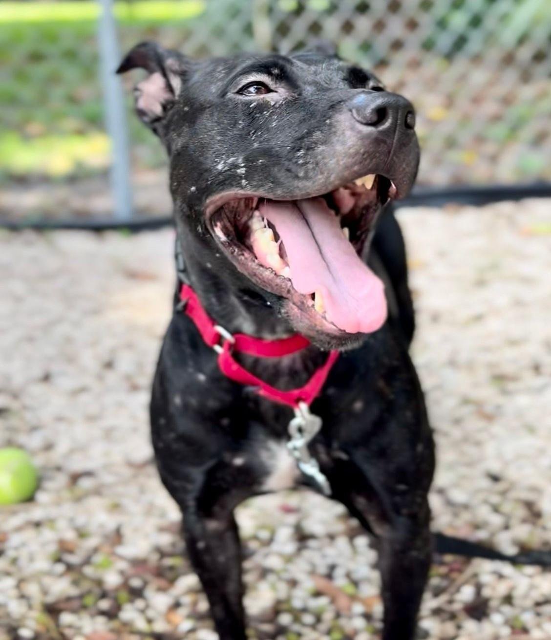 Cola 9890, a Adoptable mixed breed in Boca Raton, FL image 5/5