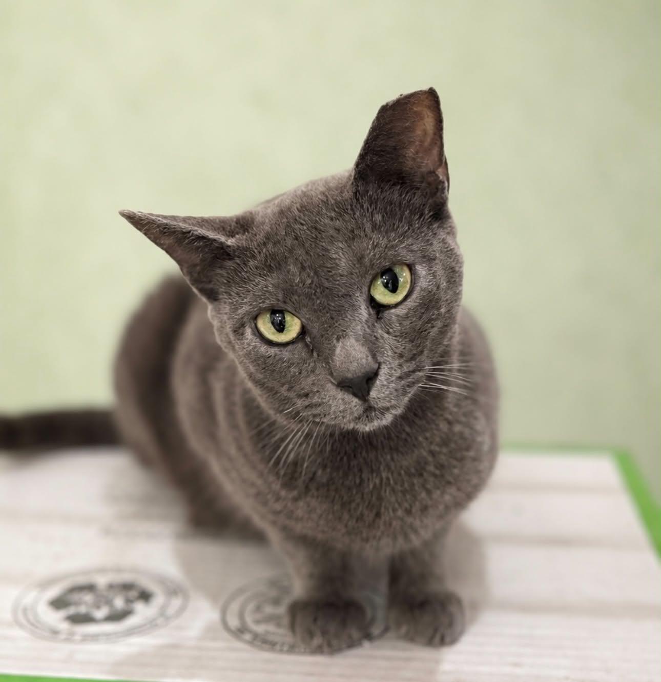 One-Way, Adoptable, Kitten Female Domestic Short Hair.