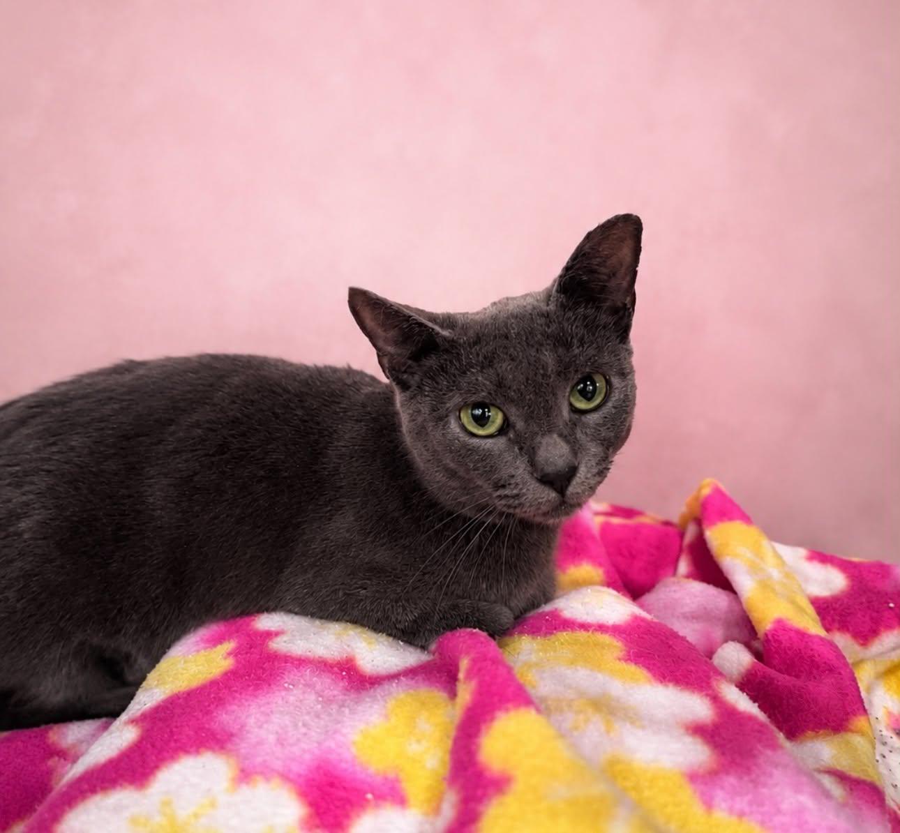 Enlarge One-Way, a Adoptable Domestic Short Hair in Rixeyville, VA image 2/2
