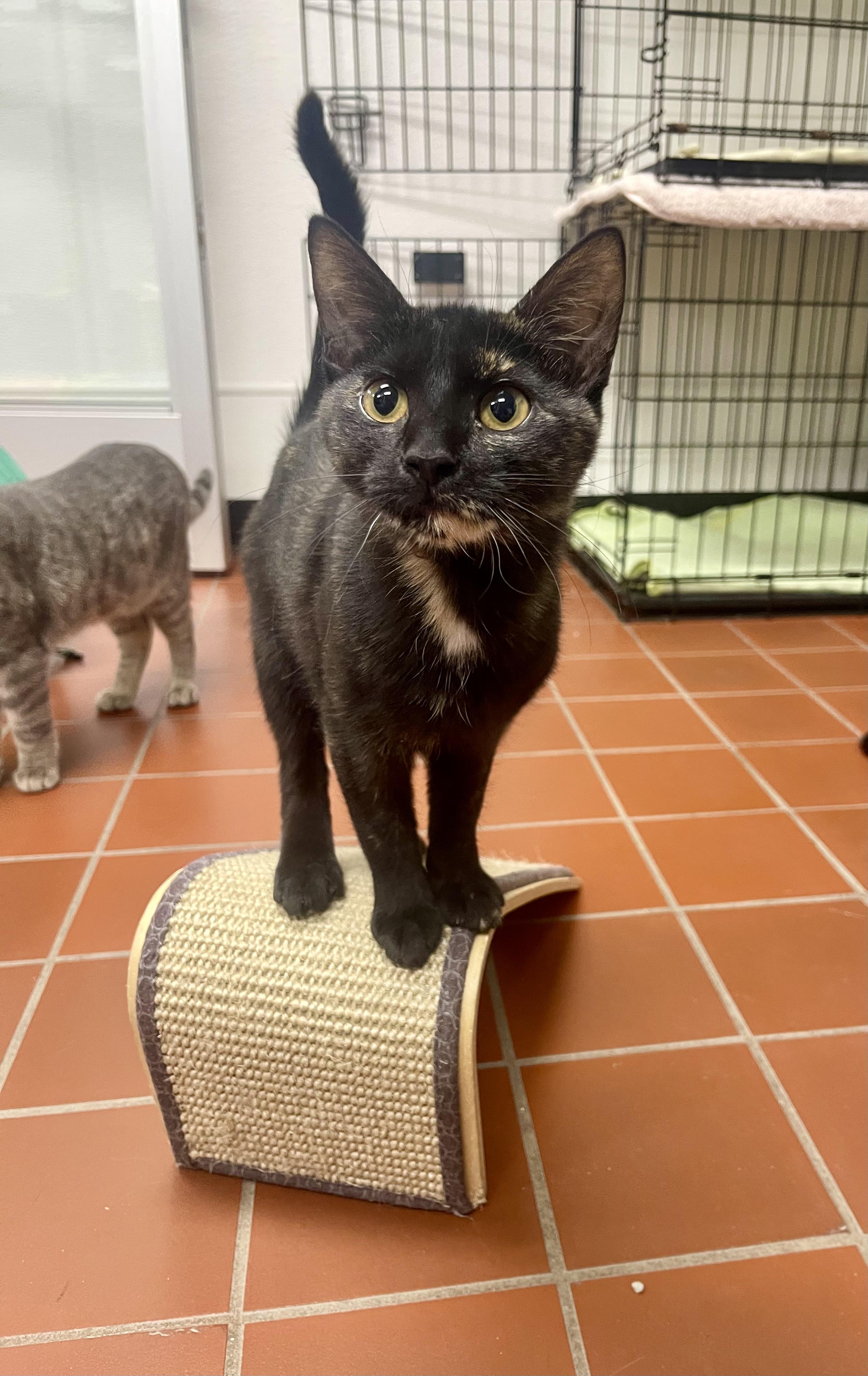 Enlarge Bess, a Adoptable Domestic Short Hair in Battle Creek, MI image 4/6