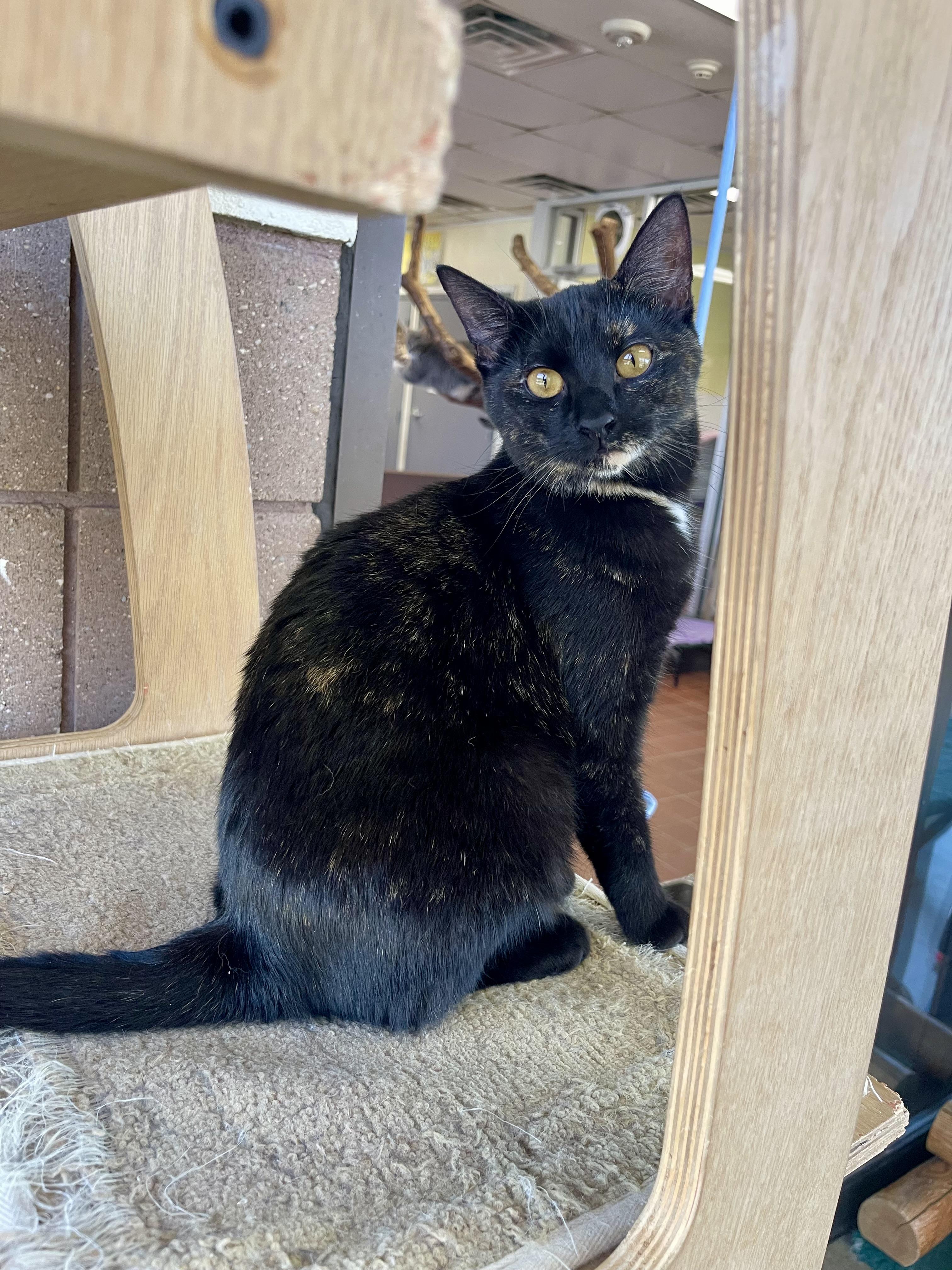 Enlarge Bess, a Adoptable Domestic Short Hair in Battle Creek, MI image 2/6