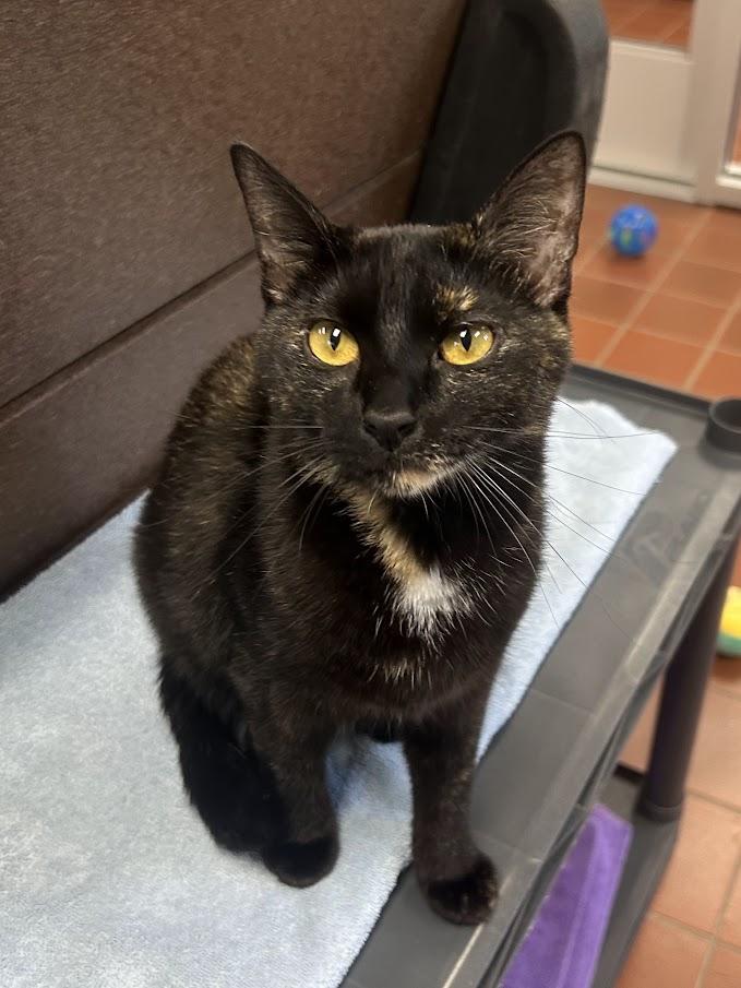 Enlarge Bess, a Adoptable Domestic Short Hair in Battle Creek, MI image 1/6