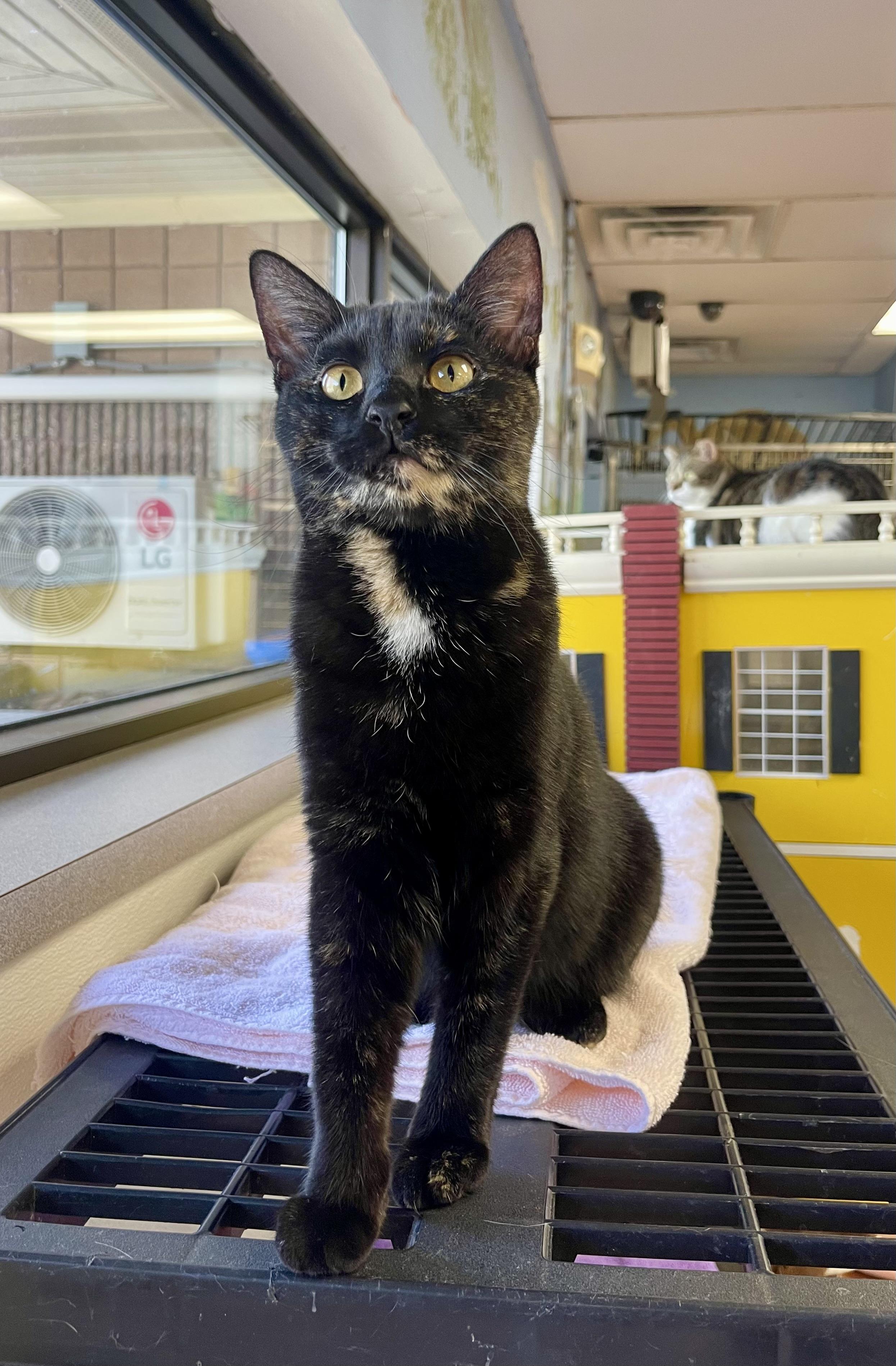 Enlarge Bess, a Adoptable Domestic Short Hair in Battle Creek, MI image 3/6