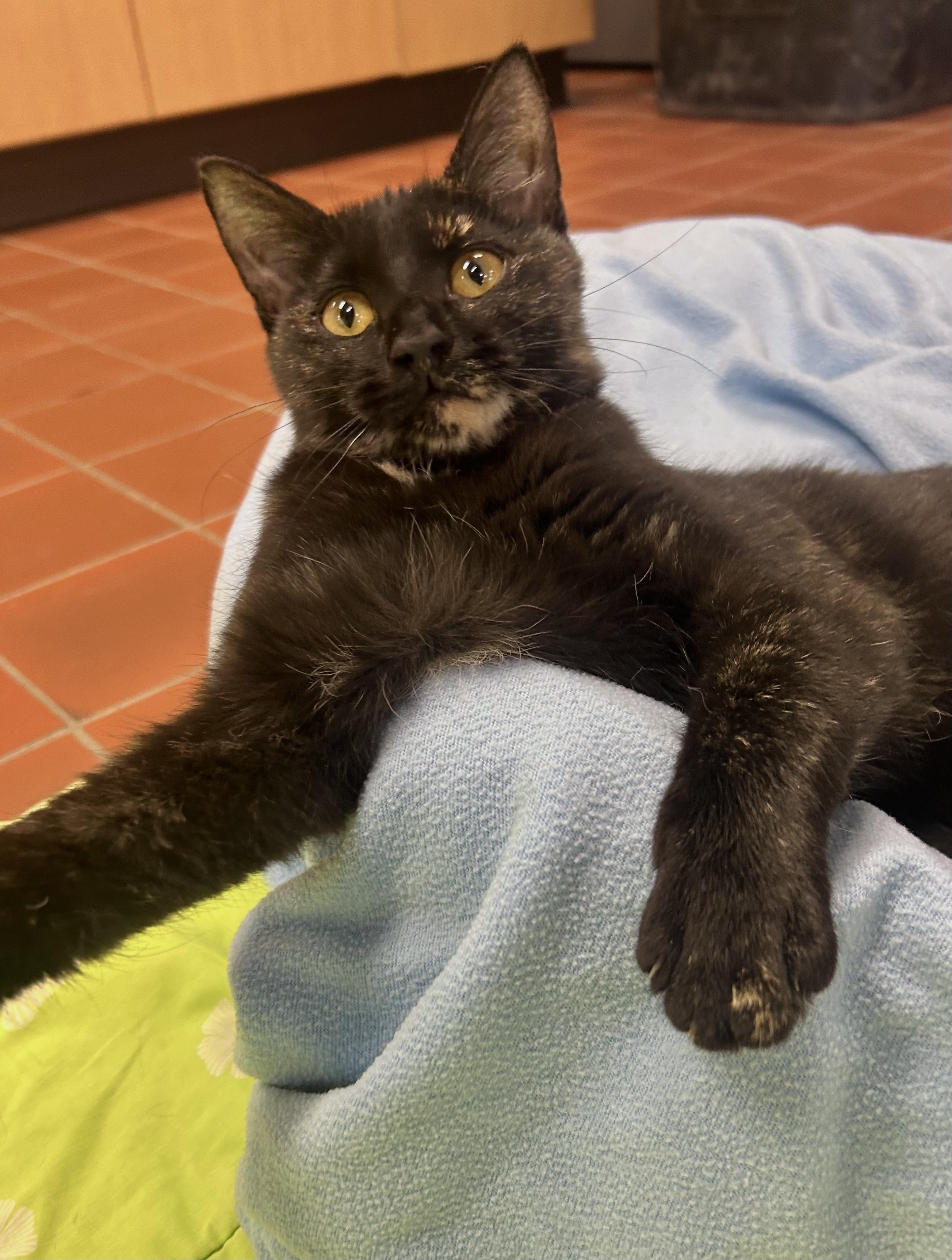 Enlarge Bess, a Adoptable Domestic Short Hair in Battle Creek, MI image 6/6