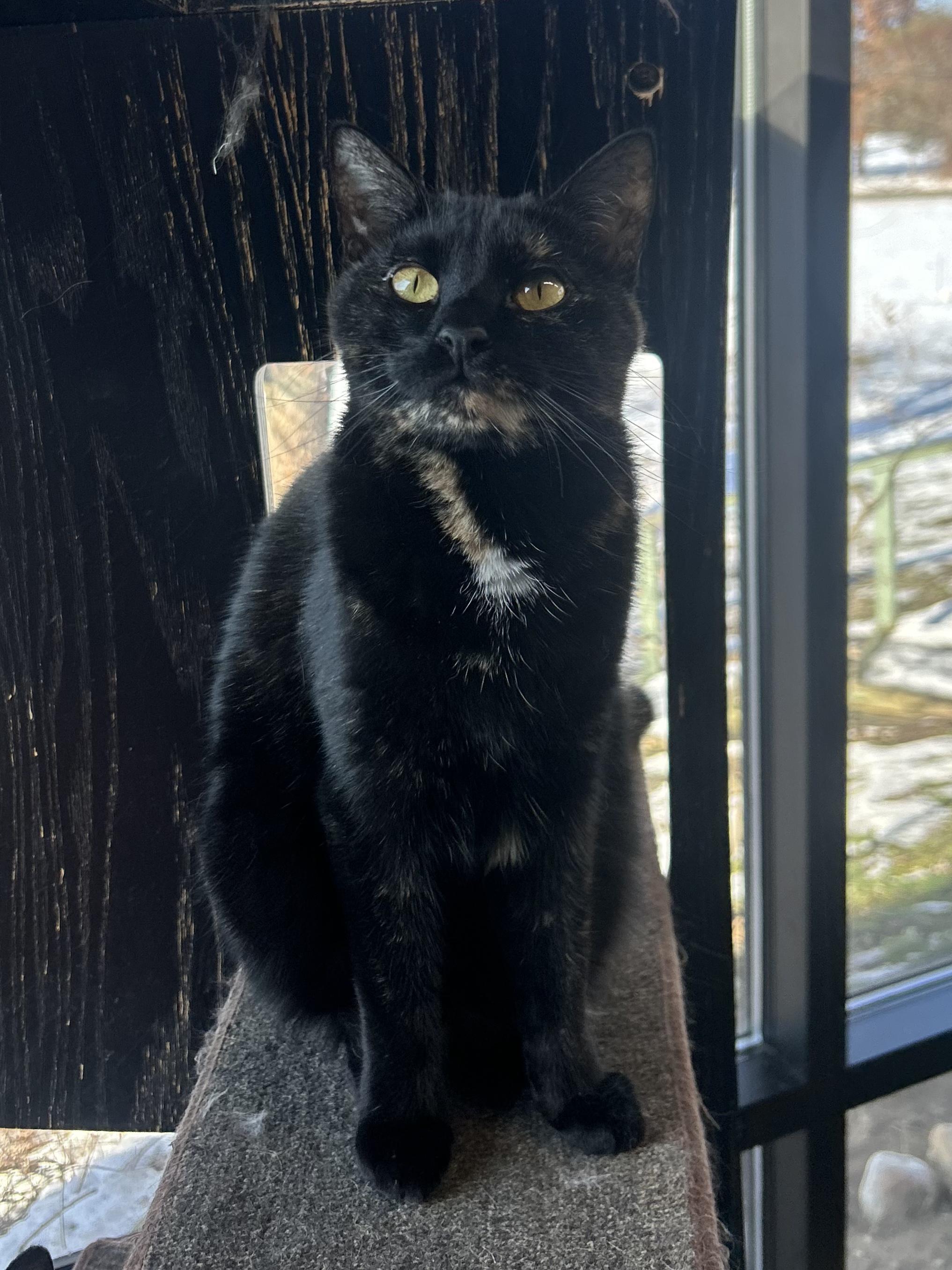 Enlarge Bess, a other Domestic Short Hair in Battle Creek, MI image 1/6