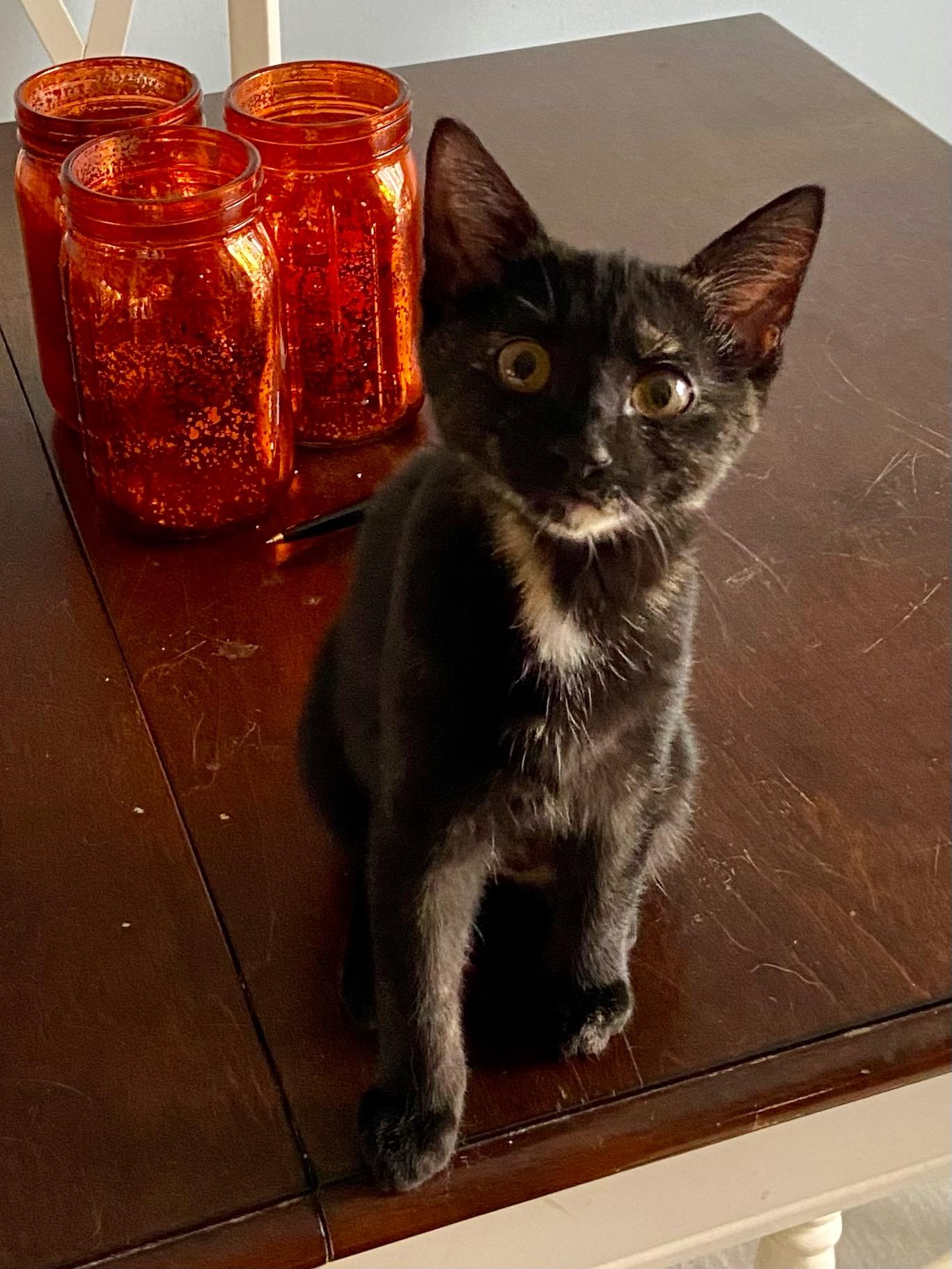 Enlarge Bess, a Adoptable Domestic Short Hair in Battle Creek, MI image 5/6