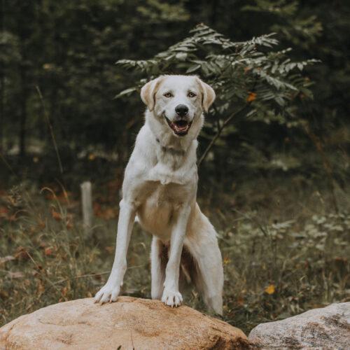 Enlarge Potato, a Adoptable mixed breed in Hawkestone, ON image 1/6