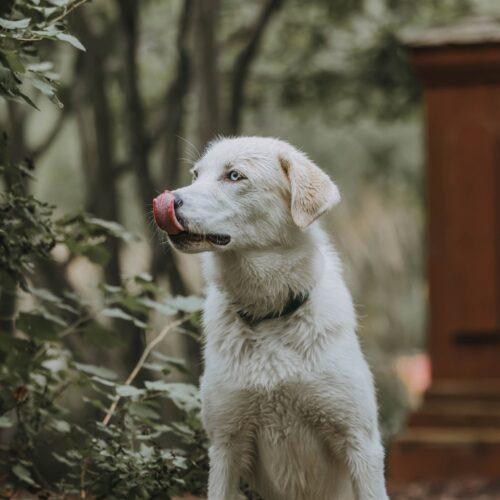 Enlarge Potato, a Adoptable mixed breed in Hawkestone, ON image 5/6