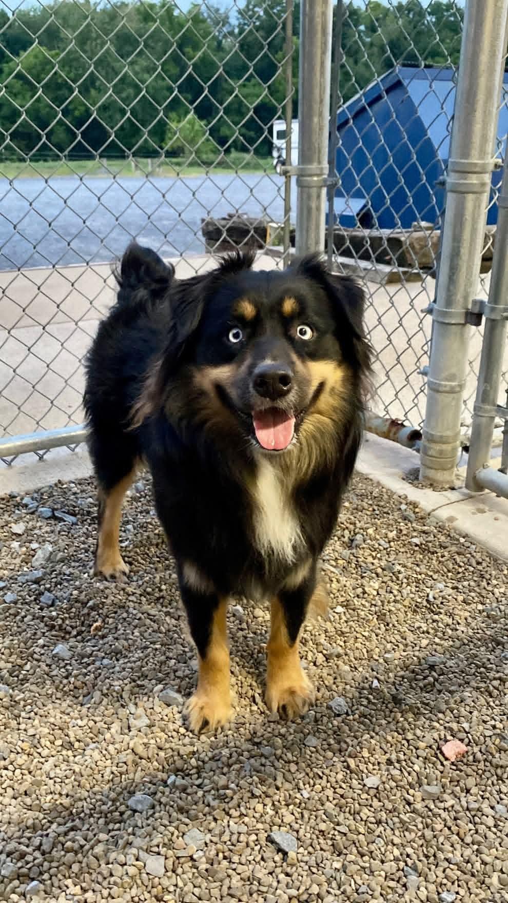Enlarge MarmaDuke, a Adopted Australian Shepherd in Sunbury, PA image 1/2