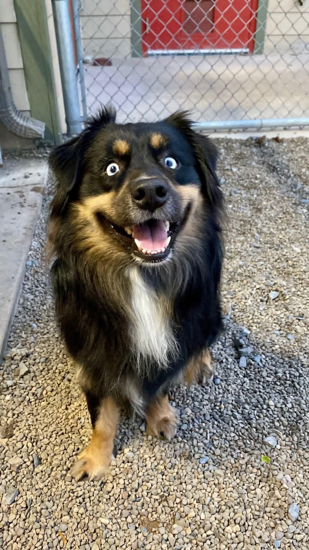 Enlarge MarmaDuke, a Adopted Australian Shepherd in Sunbury, PA image 2/2