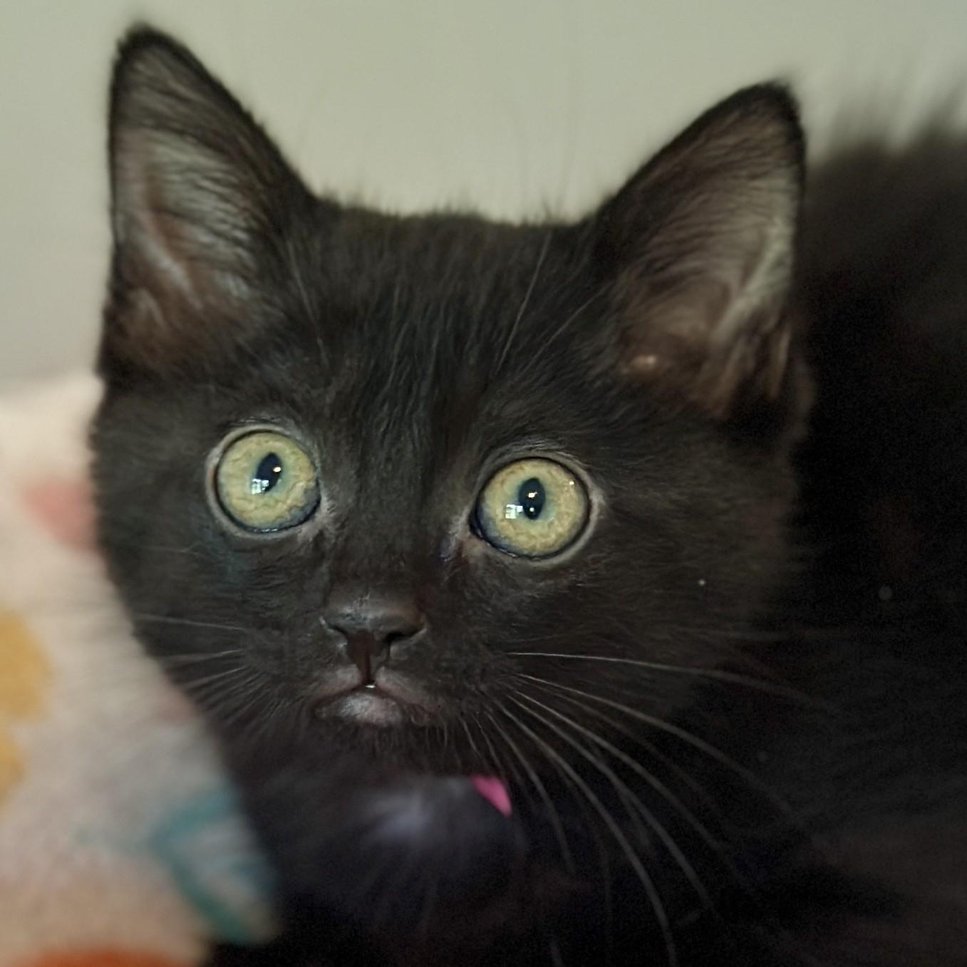 Ella, adopted, Kitten Female Domestic Short Hair.