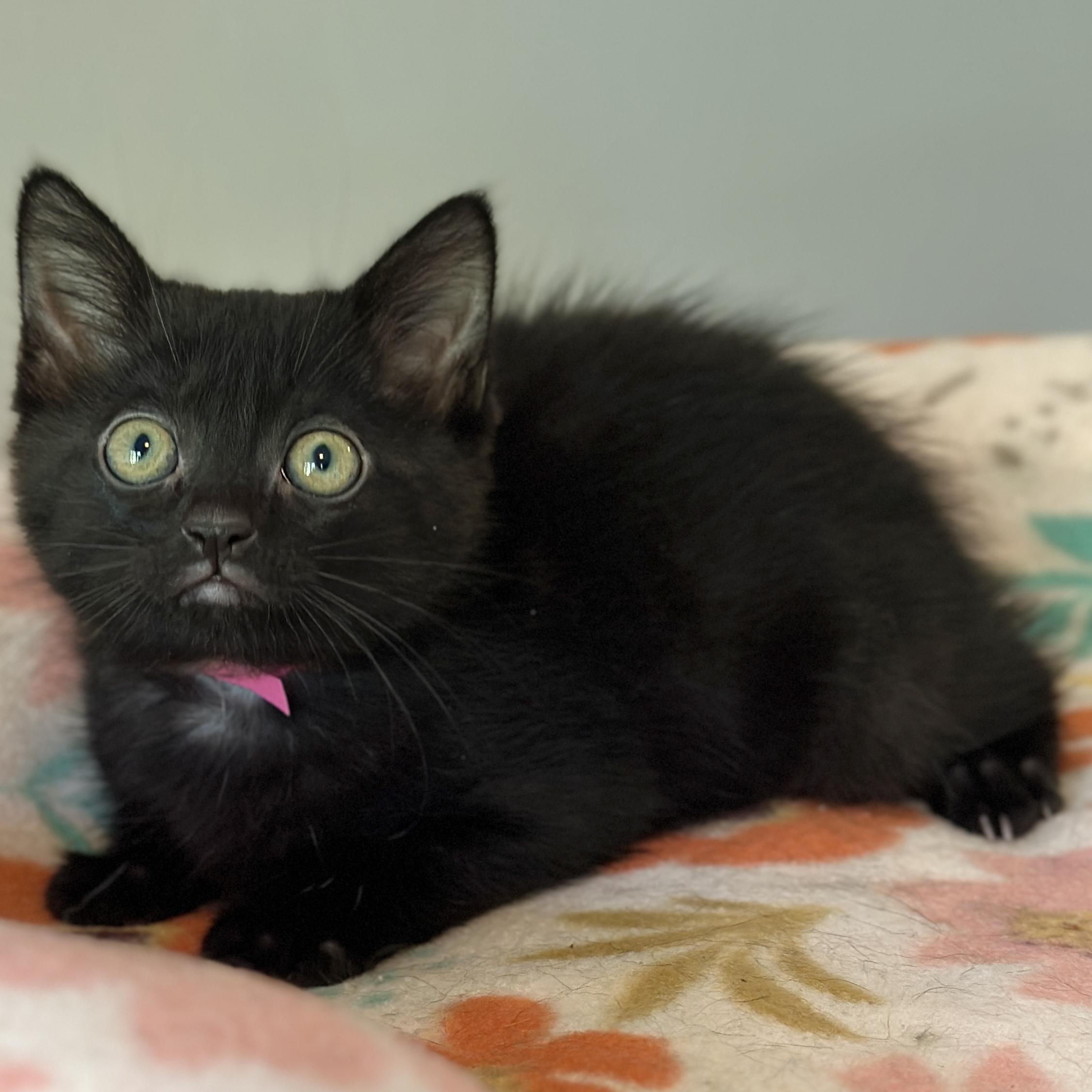 Enlarge Ella, an adopted Domestic Short Hair in Victor, NY image 2/3