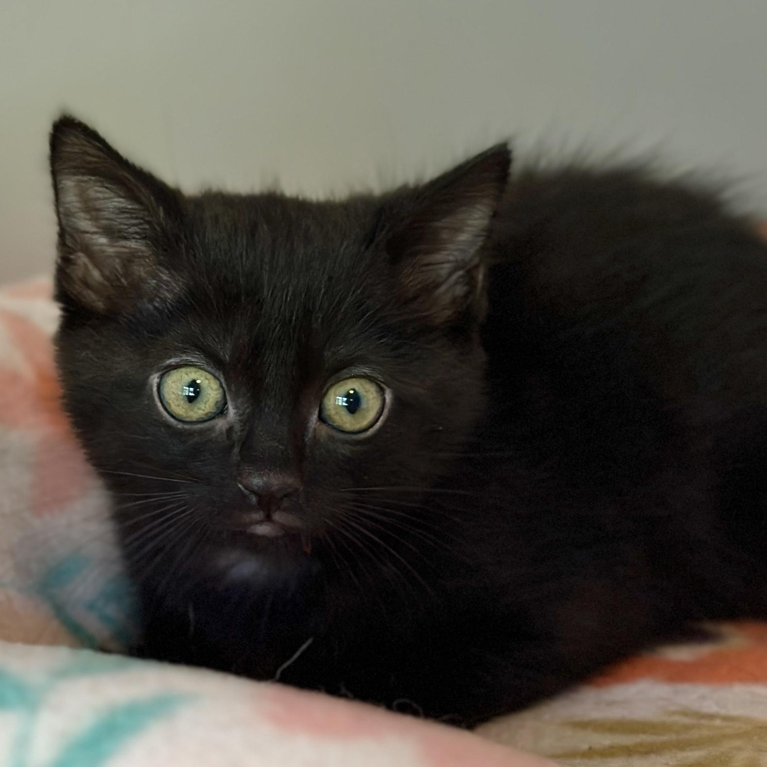 Enlarge Ella, an adopted Domestic Short Hair in Victor, NY image 3/3