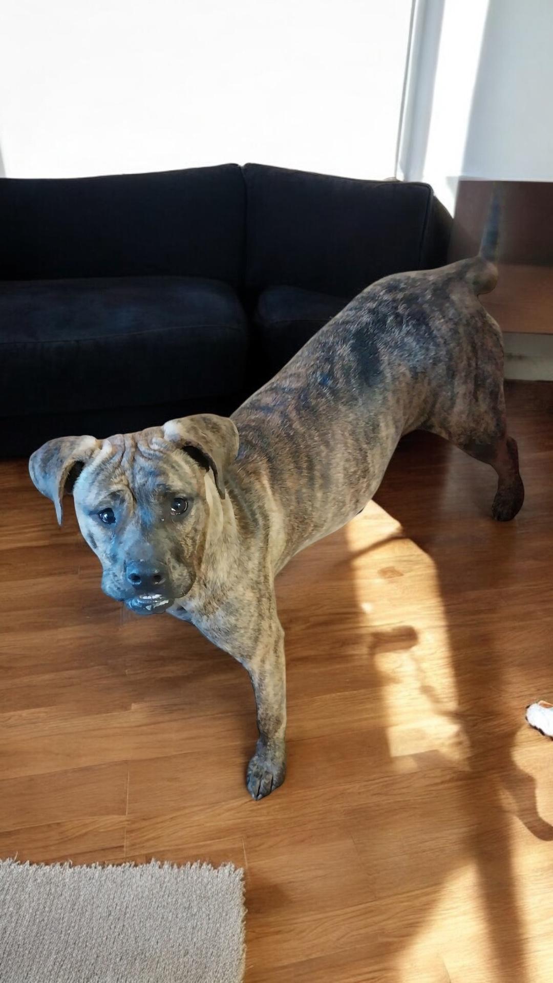 Leeza, Young Female Pit Bull Terrier