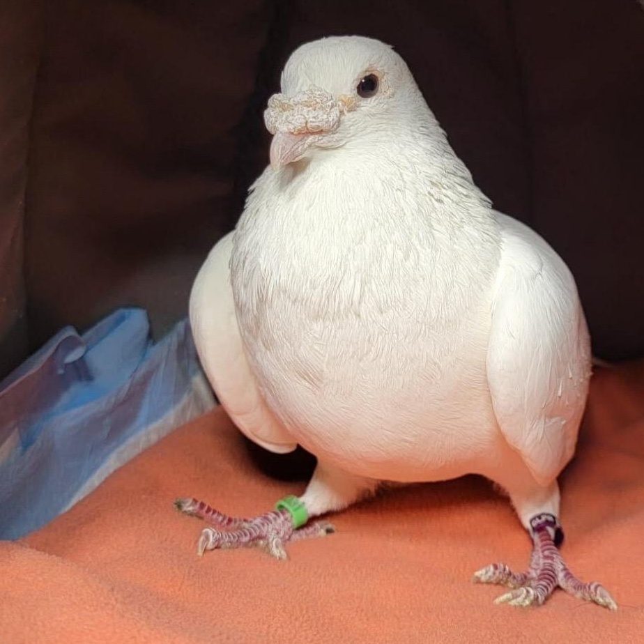 Eldin, an adopted Pigeon in Chicago, IL image 2/4