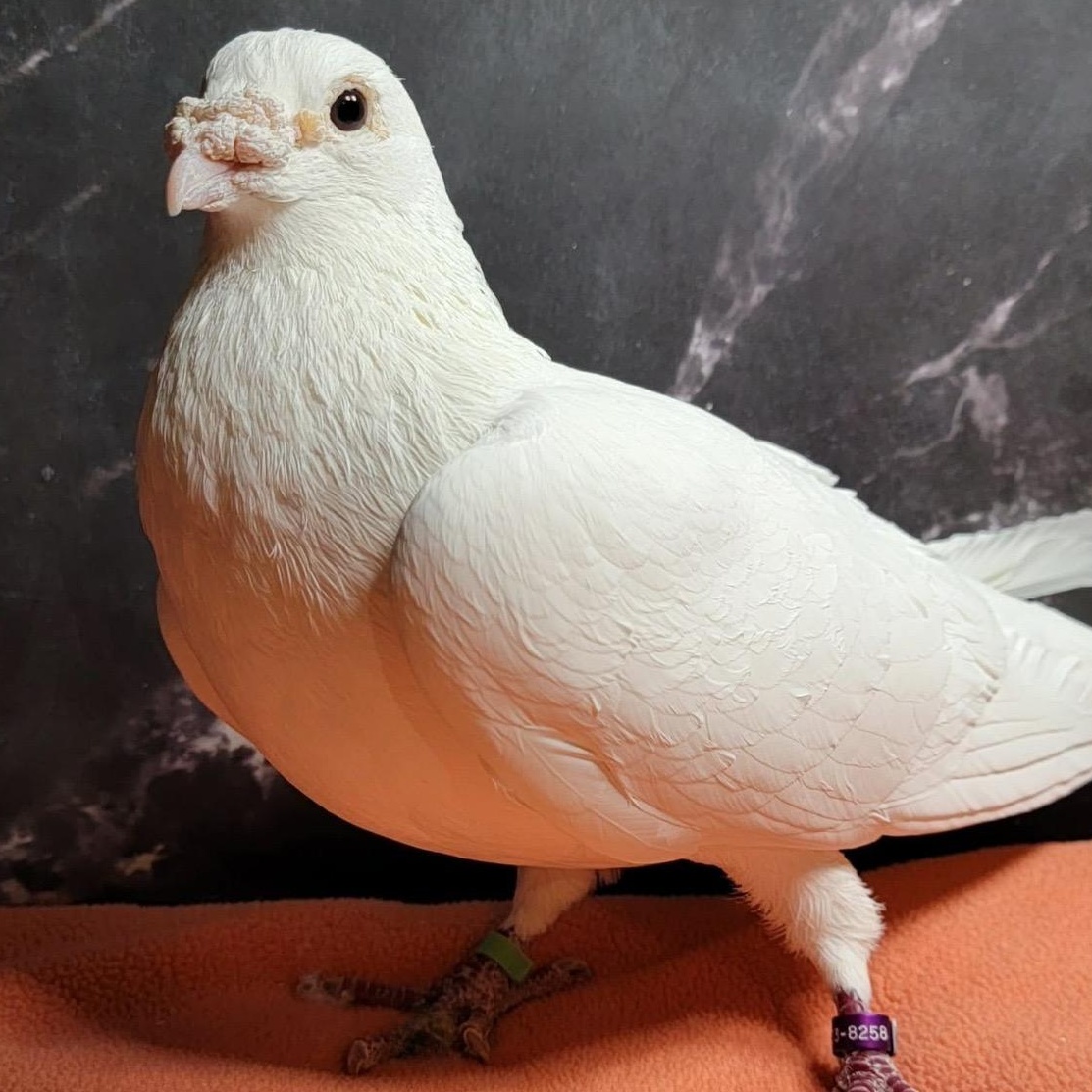Eldin, an adopted Pigeon in Chicago, IL image 4/4