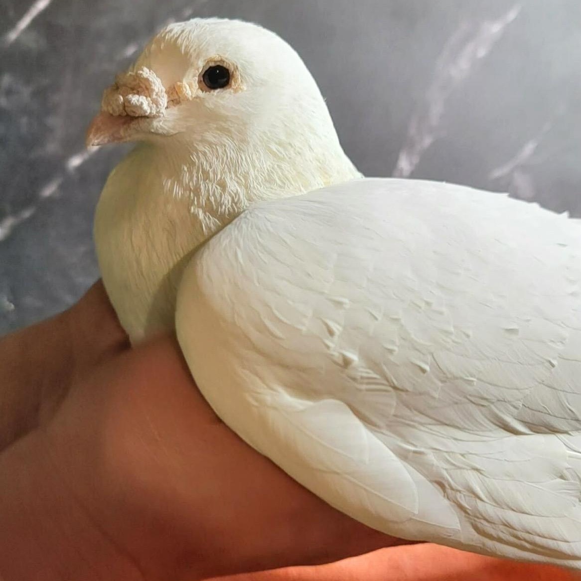 Eldin, an adopted Pigeon in Chicago, IL image 3/4