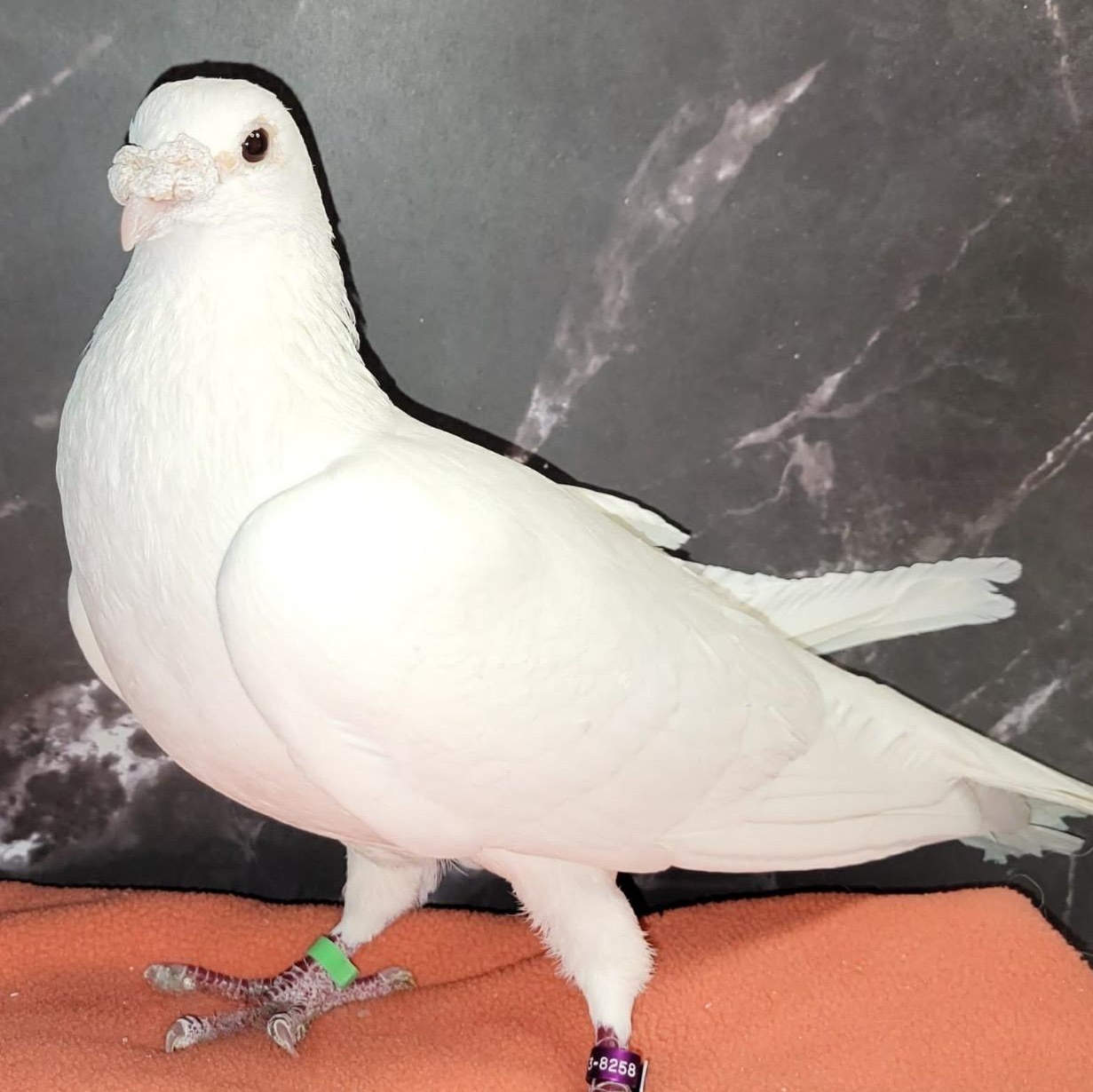Eldin, adopted, Senior Male Pigeon.