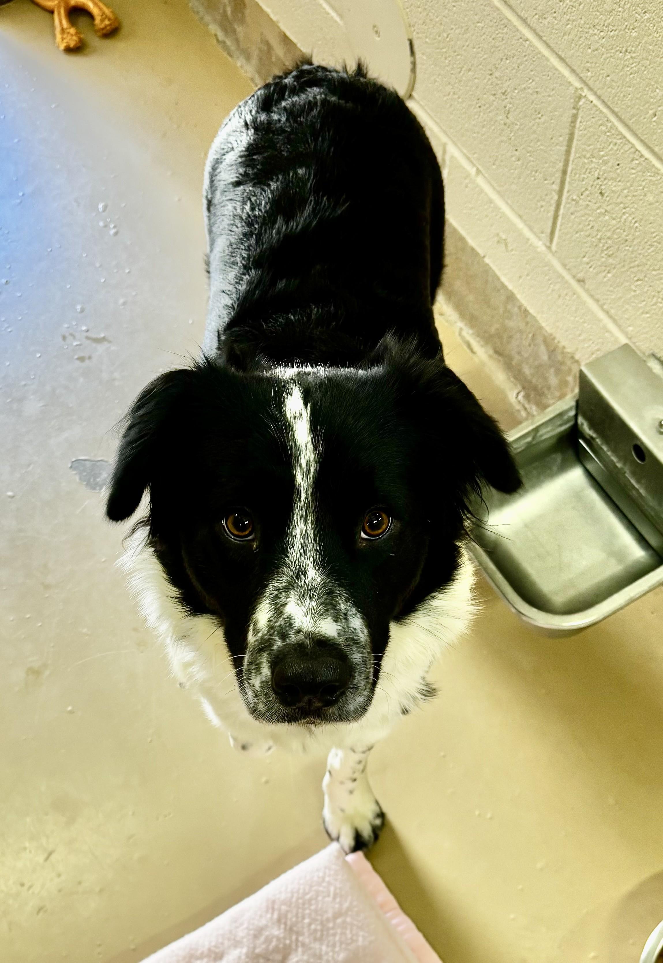 Oreo, adopted, Adult Female Border Collie.