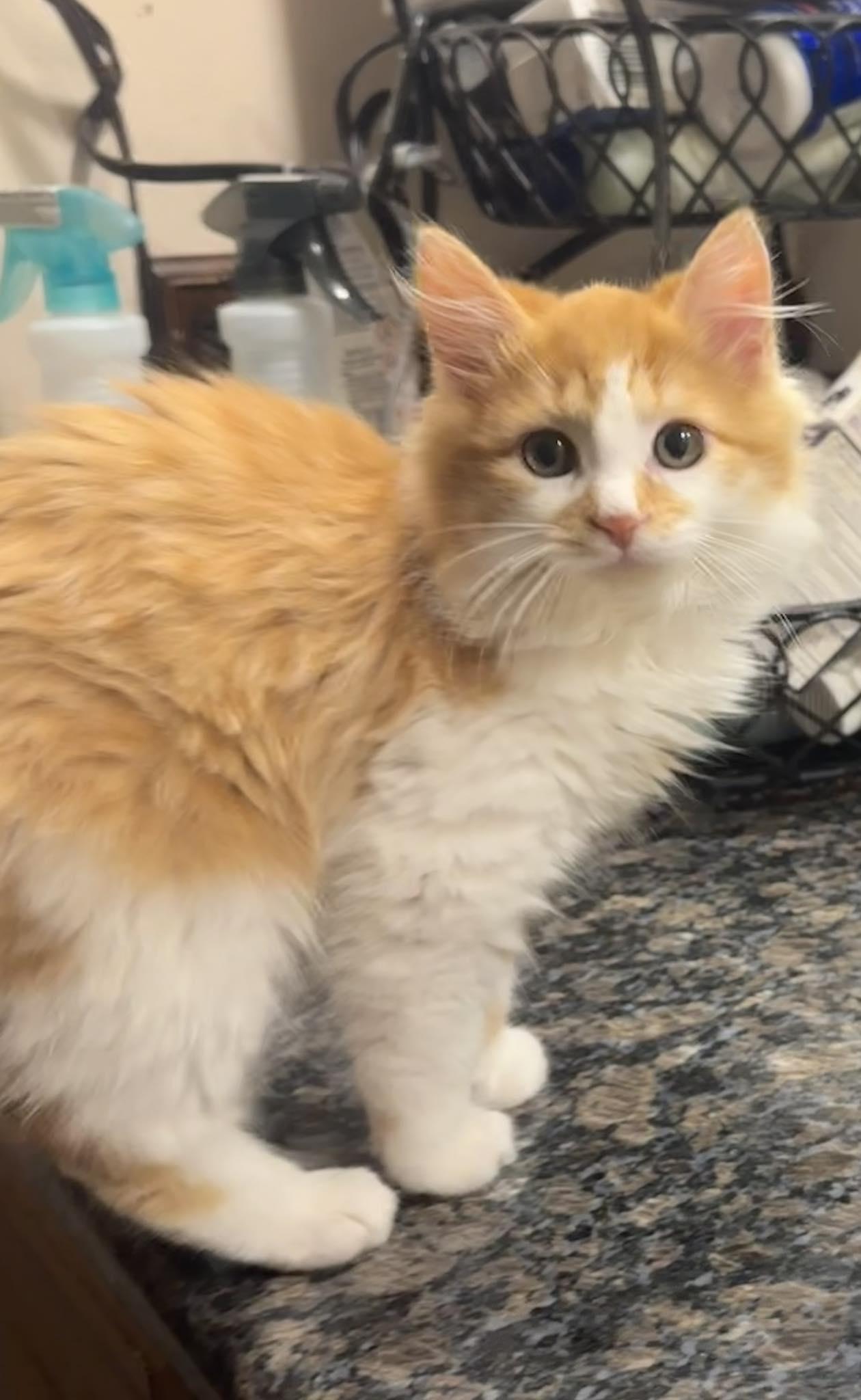 Sunny, adopted, Young Male Maine Coon & Tabby.