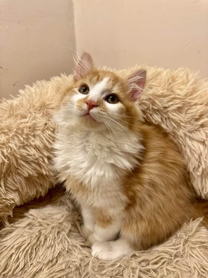 Enlarge Sunny, an adopted mixed breed in Columbia, SC image 2/2