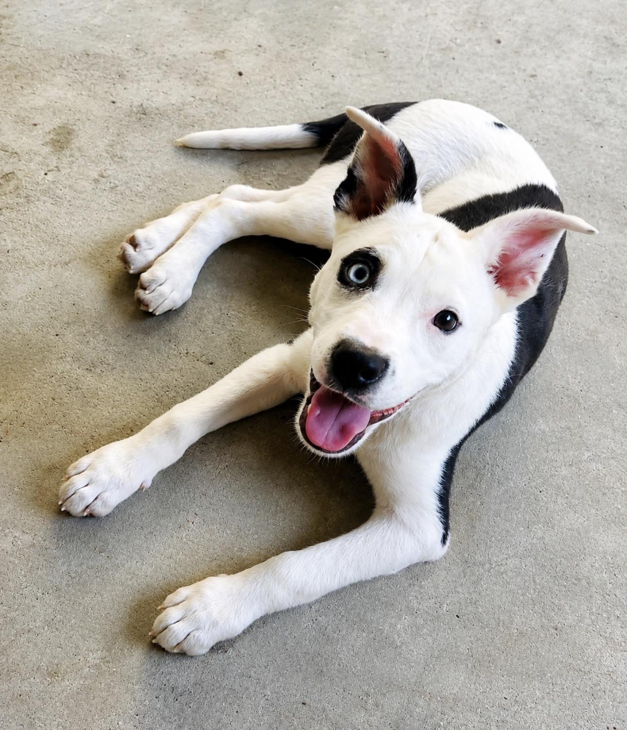 Panda, a ADOPTABLE Mixed Breed in Youngstown, OH image 3/4