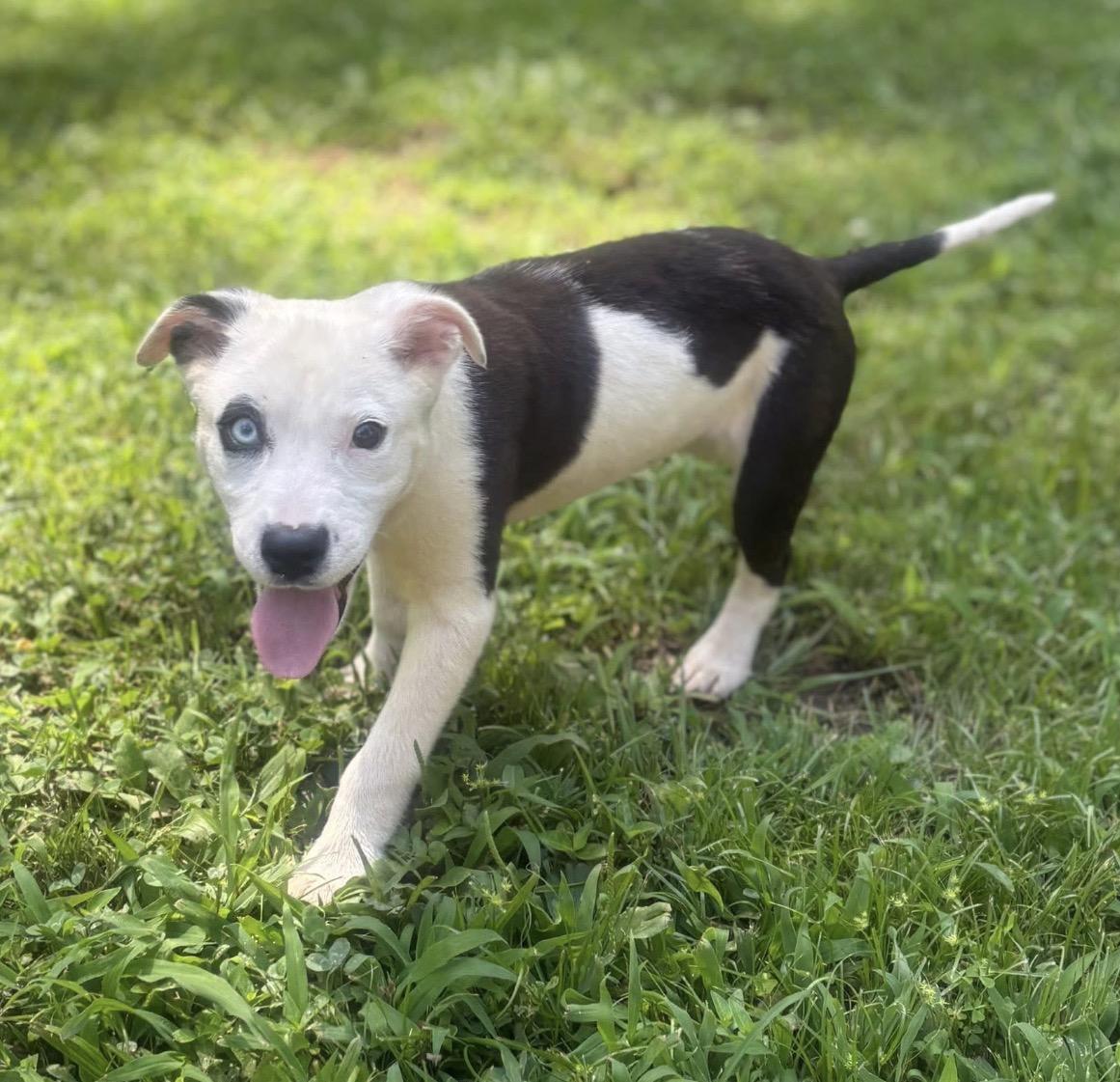 Panda, a ADOPTABLE Mixed Breed in Youngstown, OH image 4/4