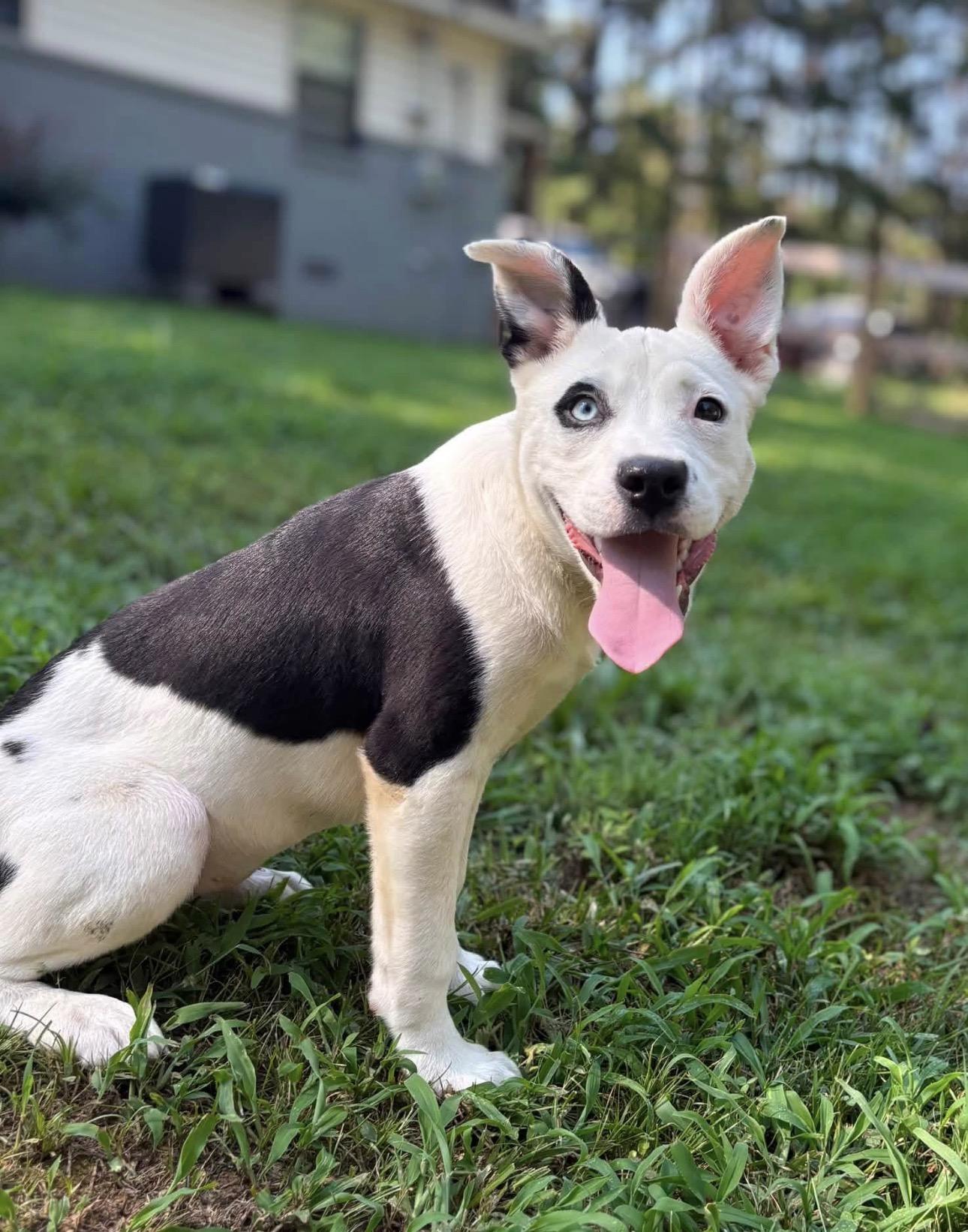 Panda, a ADOPTABLE Mixed Breed in Youngstown, OH image 2/4