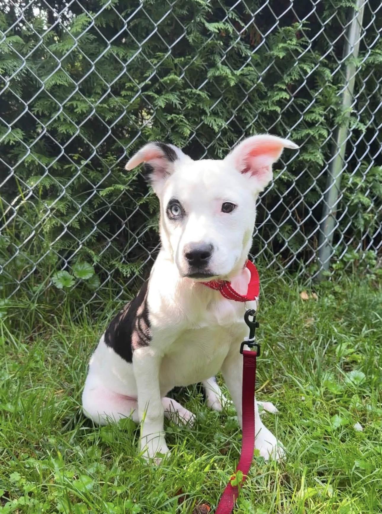 Panda, ADOPTABLE, Puppy Female Mixed Breed.