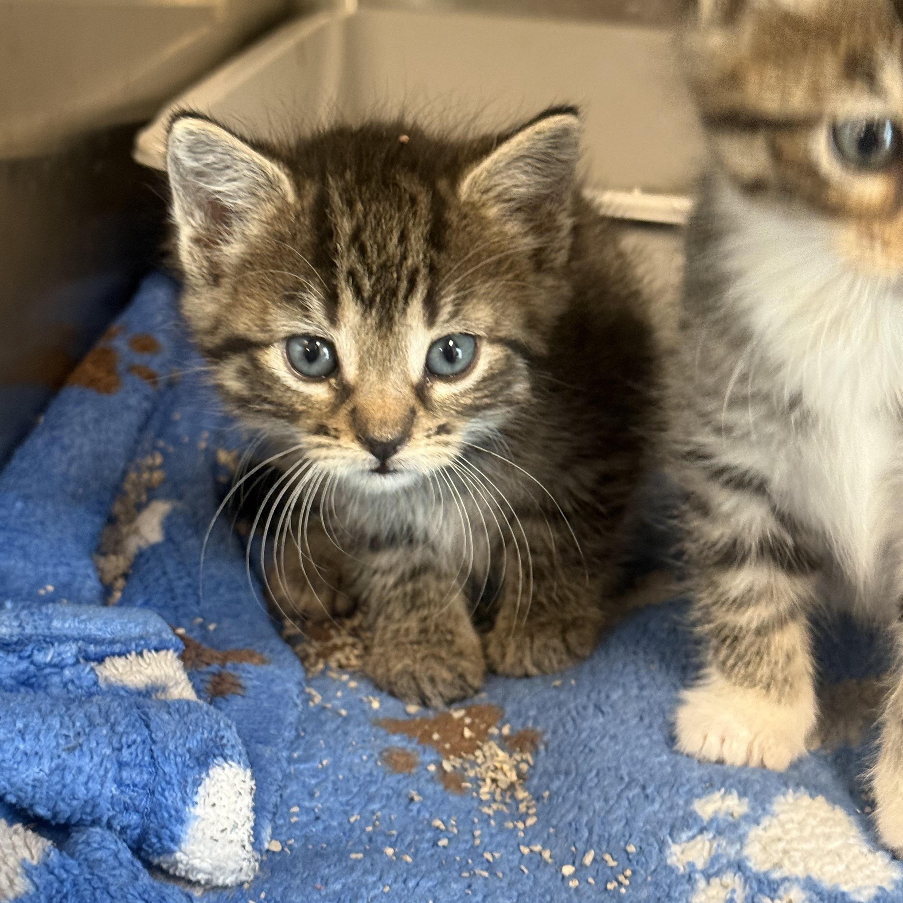 Pandora, Adoptable, Kitten Female Domestic Short Hair.