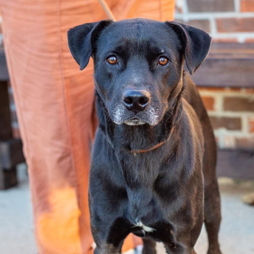 Enlarge Mr. Pringle, a Adoptable mixed breed in Hattiesburg, MS image 1/3