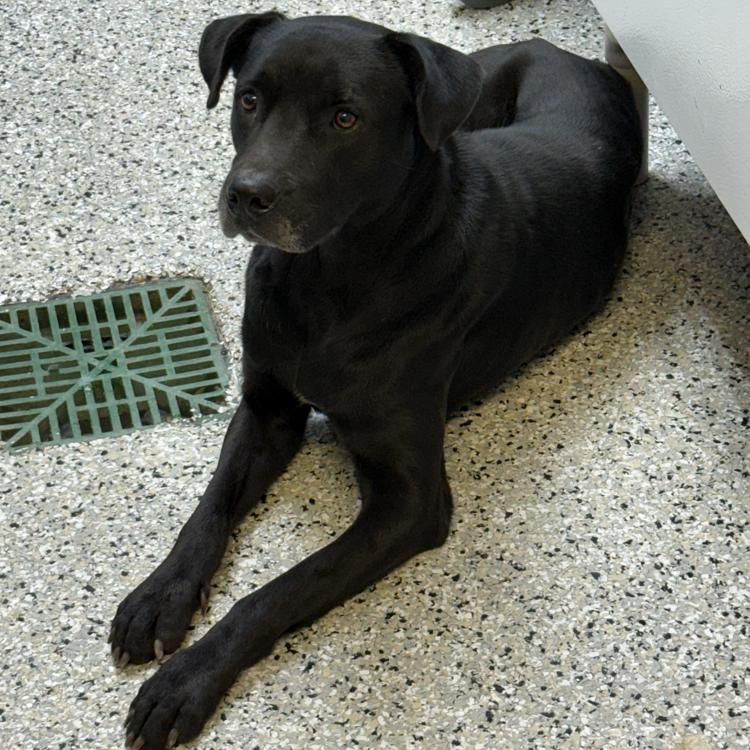 Enlarge Mr. Pringle, a Adoptable mixed breed in Hattiesburg, MS image 3/3