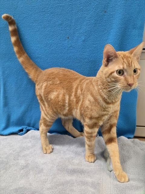 CHARLIE, Adoptable, Young Male Domestic Short Hair.