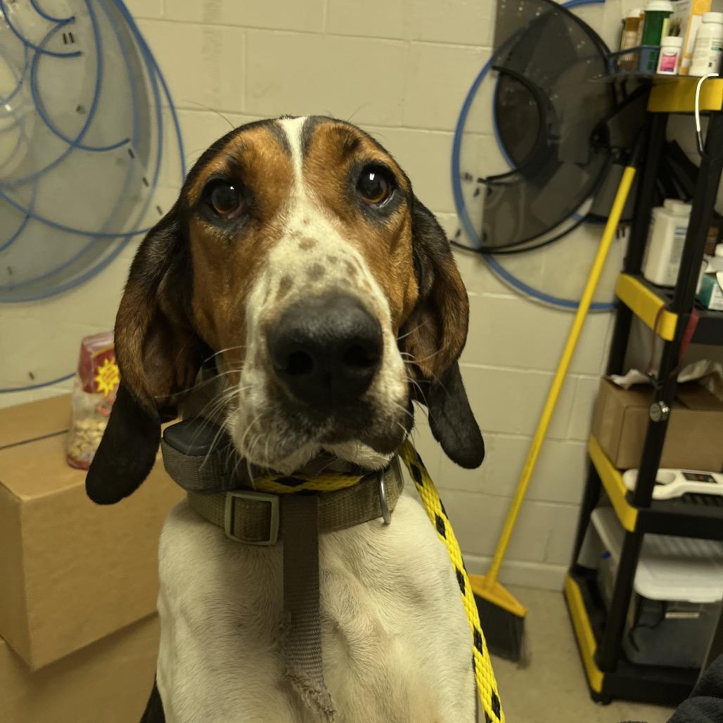 Enlarge June Carter, a Adoptable Treeing Walker Coonhound in Parrish, AL image 1/6