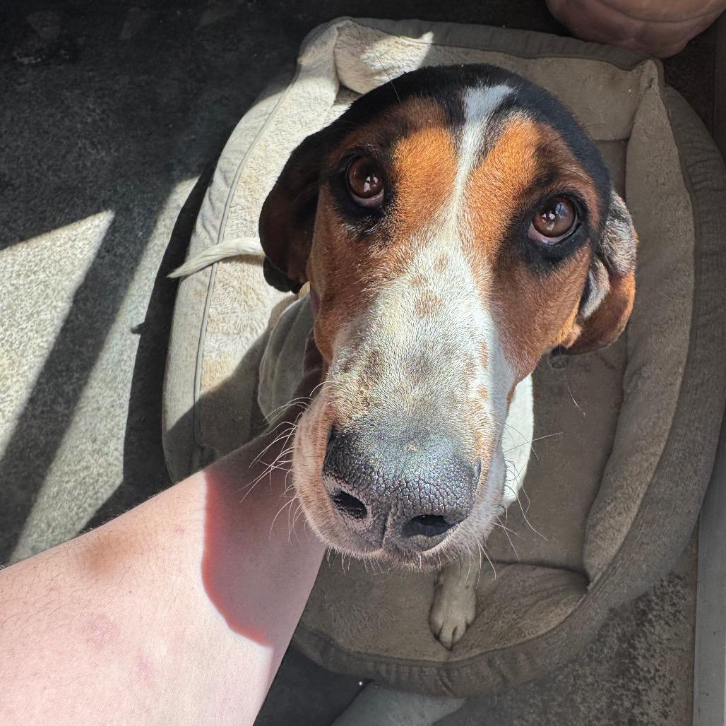 Enlarge June Carter, a Adoptable Treeing Walker Coonhound in Parrish, AL image 2/6