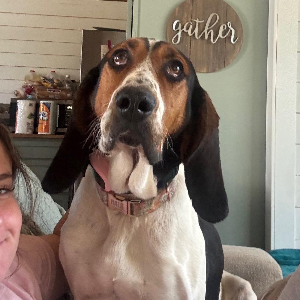 Enlarge June Carter, a Adoptable Treeing Walker Coonhound in Parrish, AL image 3/6
