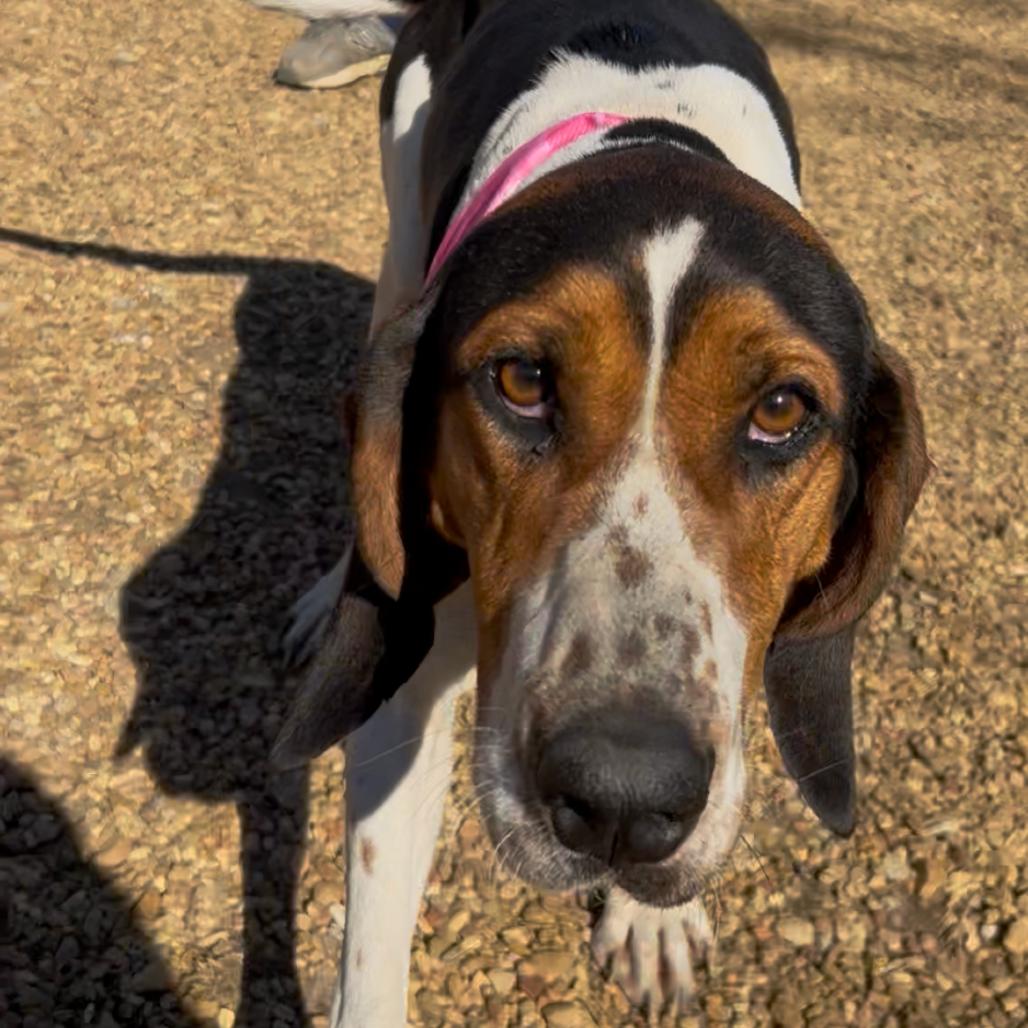 Enlarge June Carter, a Adoptable Treeing Walker Coonhound in Parrish, AL image 4/6