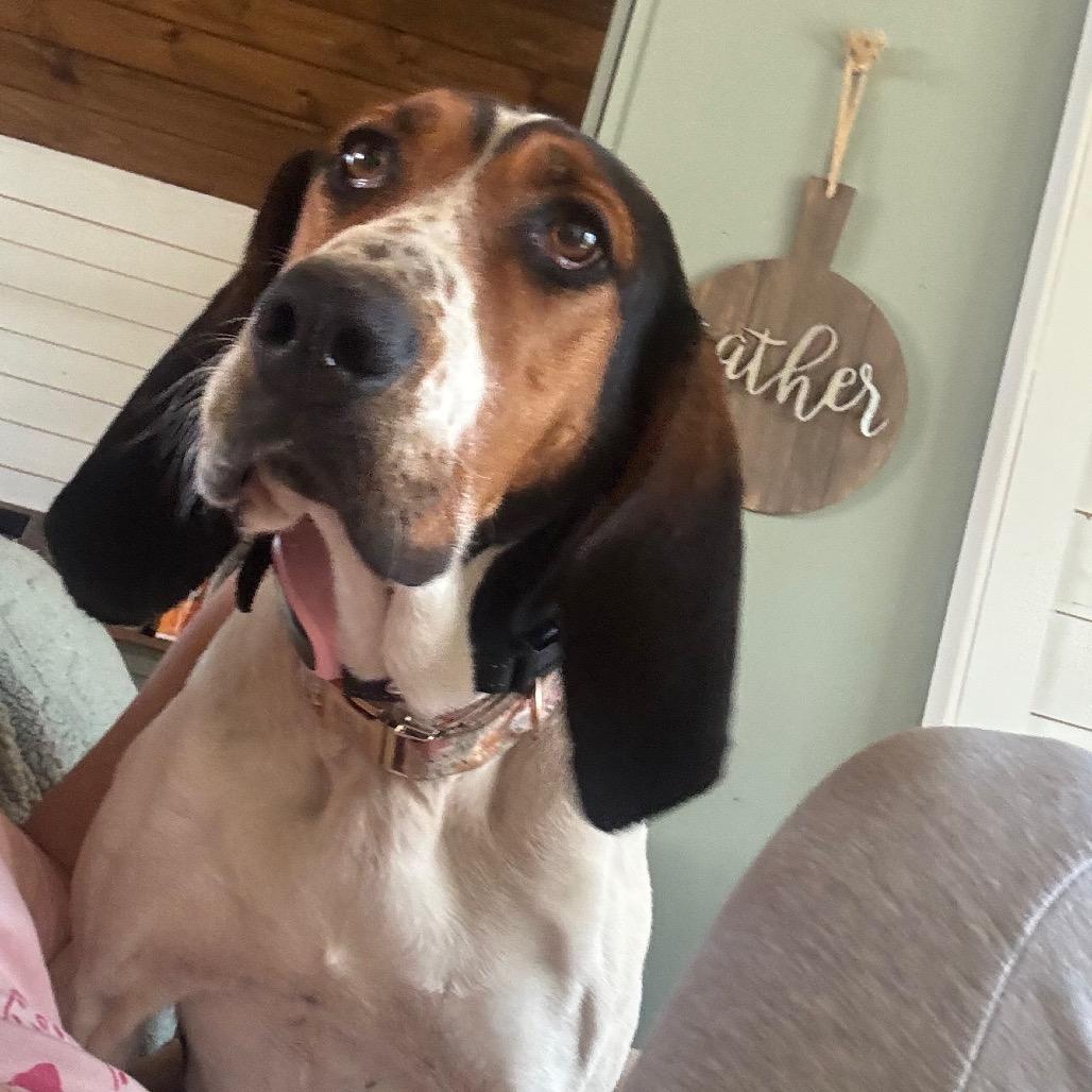 Enlarge June Carter, a Adoptable Treeing Walker Coonhound in Parrish, AL image 5/6