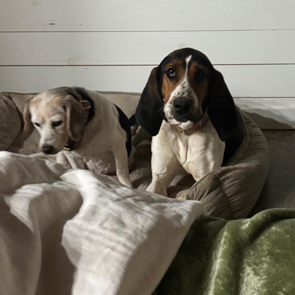 Enlarge June Carter, a Adoptable Treeing Walker Coonhound in Parrish, AL image 6/6