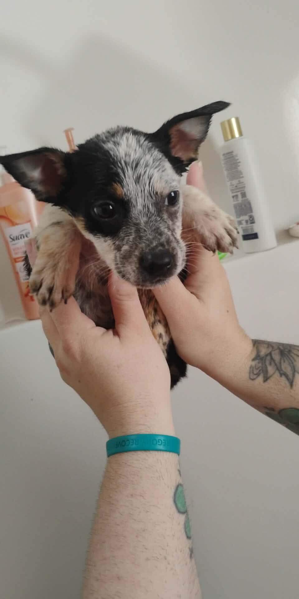 Lilly, Adopted, Young Female Australian Cattle Dog / Blue Heeler.