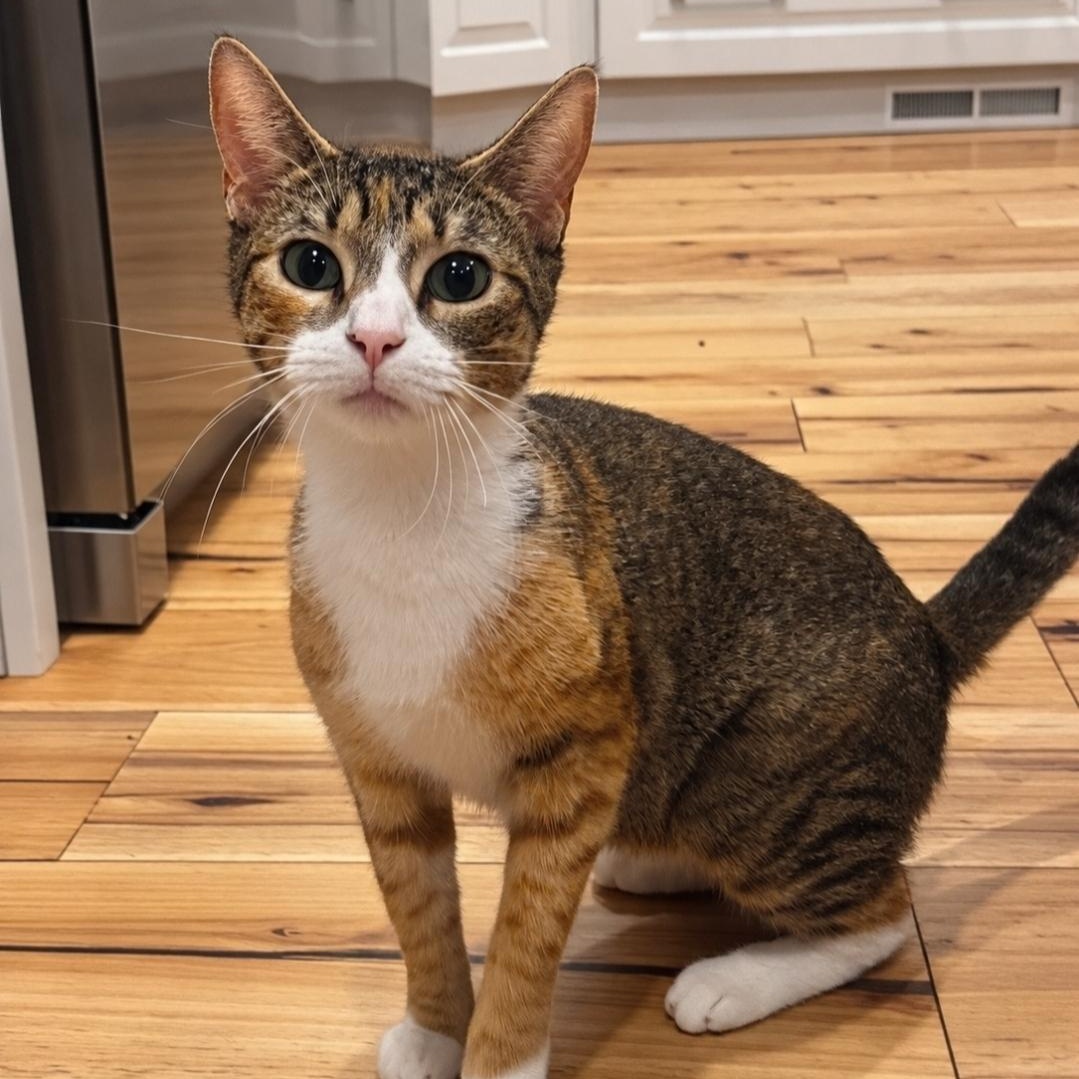 Enlarge Savanah, a Adoptable mixed breed in Moriches, NY image 1/3