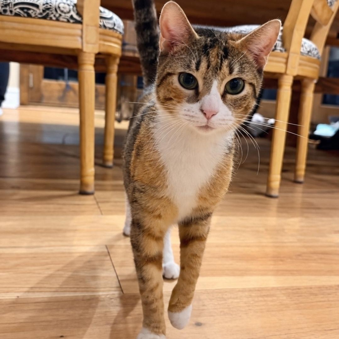 Enlarge Savanah, a Adoptable mixed breed in Moriches, NY image 2/3