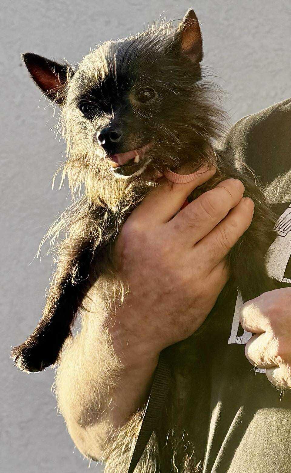 Emma, ADOPTABLE, Adult Female Yorkshire Terrier & Rat Terrier.