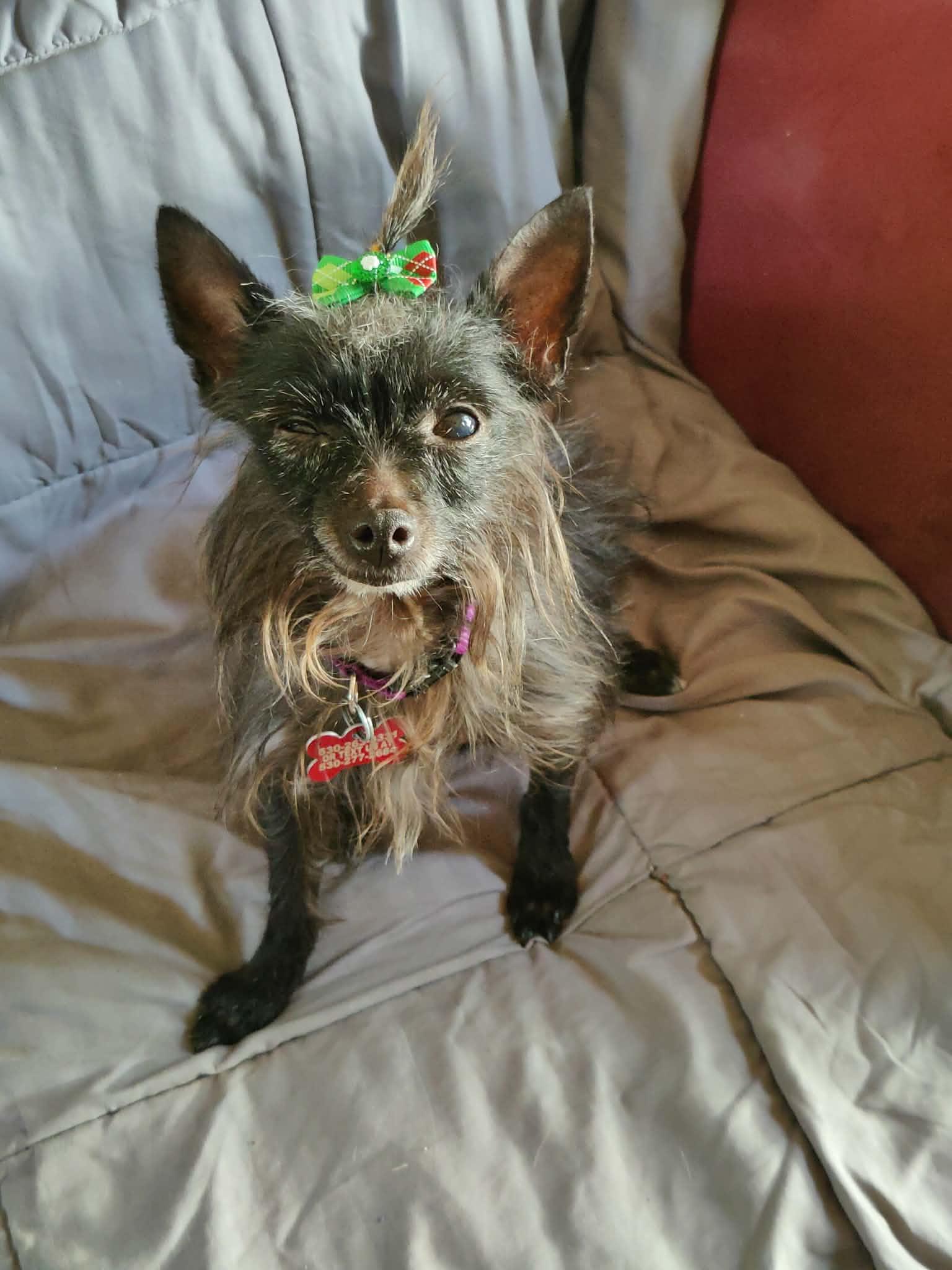 Enlarge Emma, a ADOPTABLE mixed breed in Grass Valley, CA image 3/4