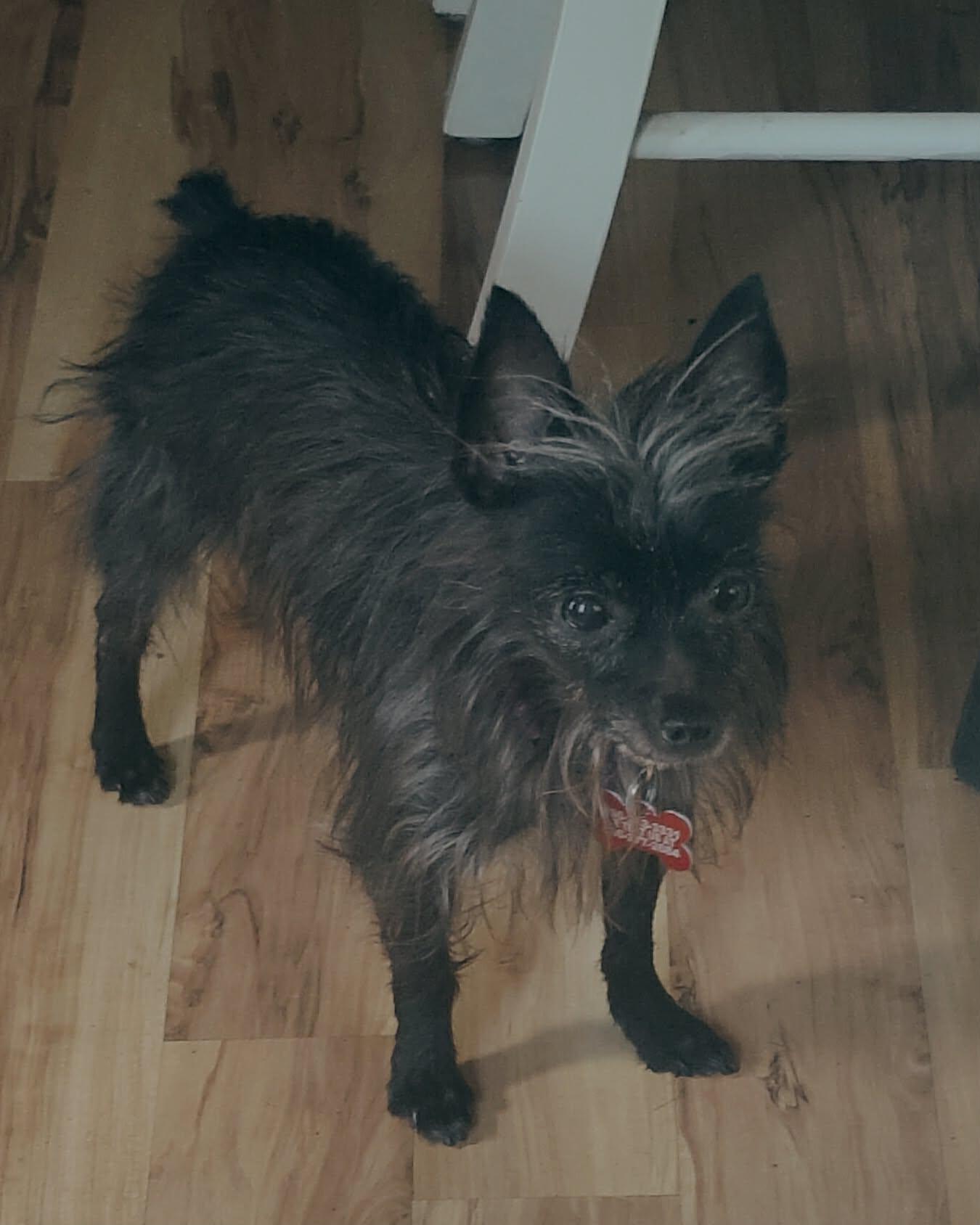 Enlarge Emma, a ADOPTABLE mixed breed in Grass Valley, CA image 2/4