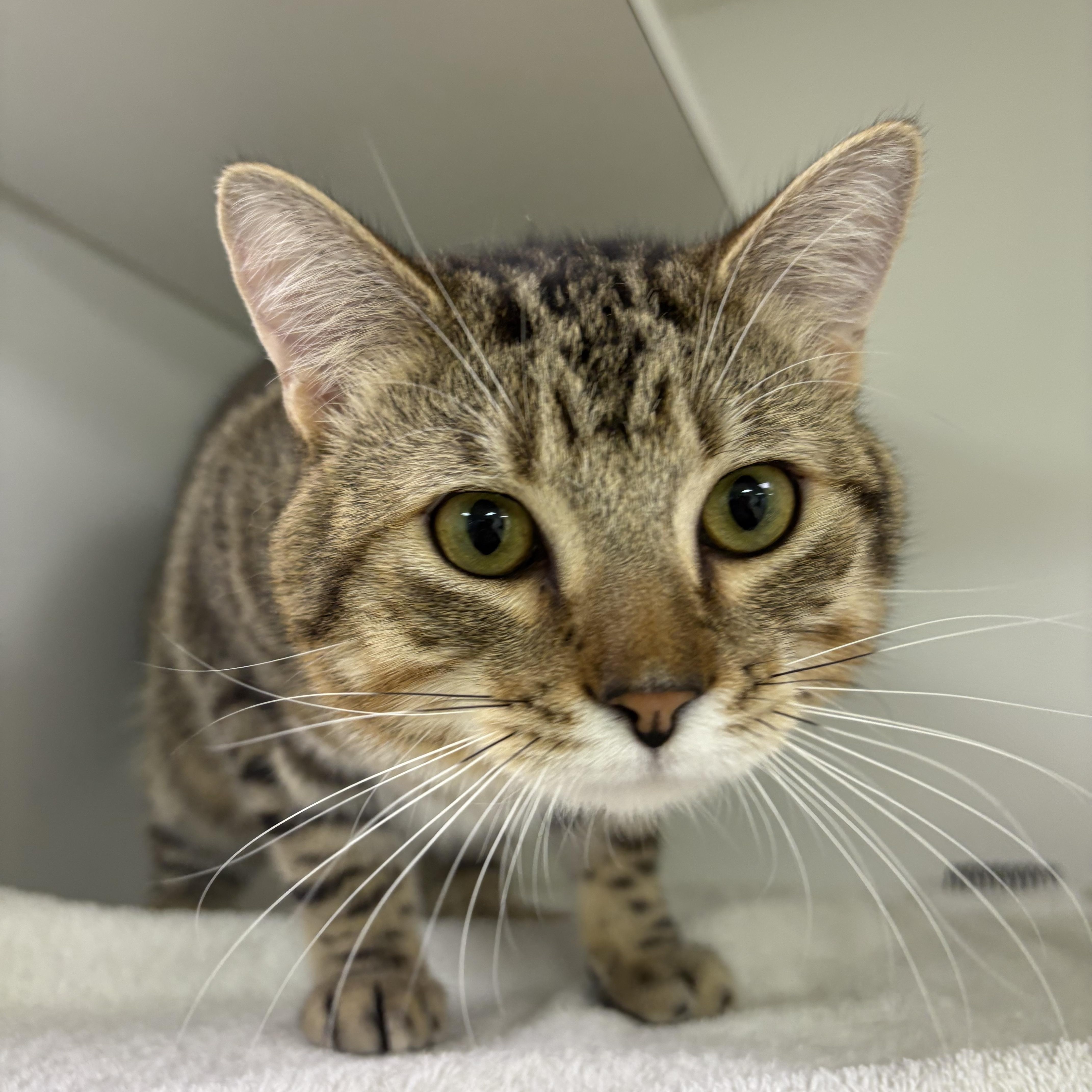 Bean Bag, ADOPTABLE, Adult Male Domestic Short Hair.