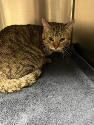 Enlarge Bean Bag, a ADOPTABLE Domestic Short Hair in Blue Springs, MO image 2/2