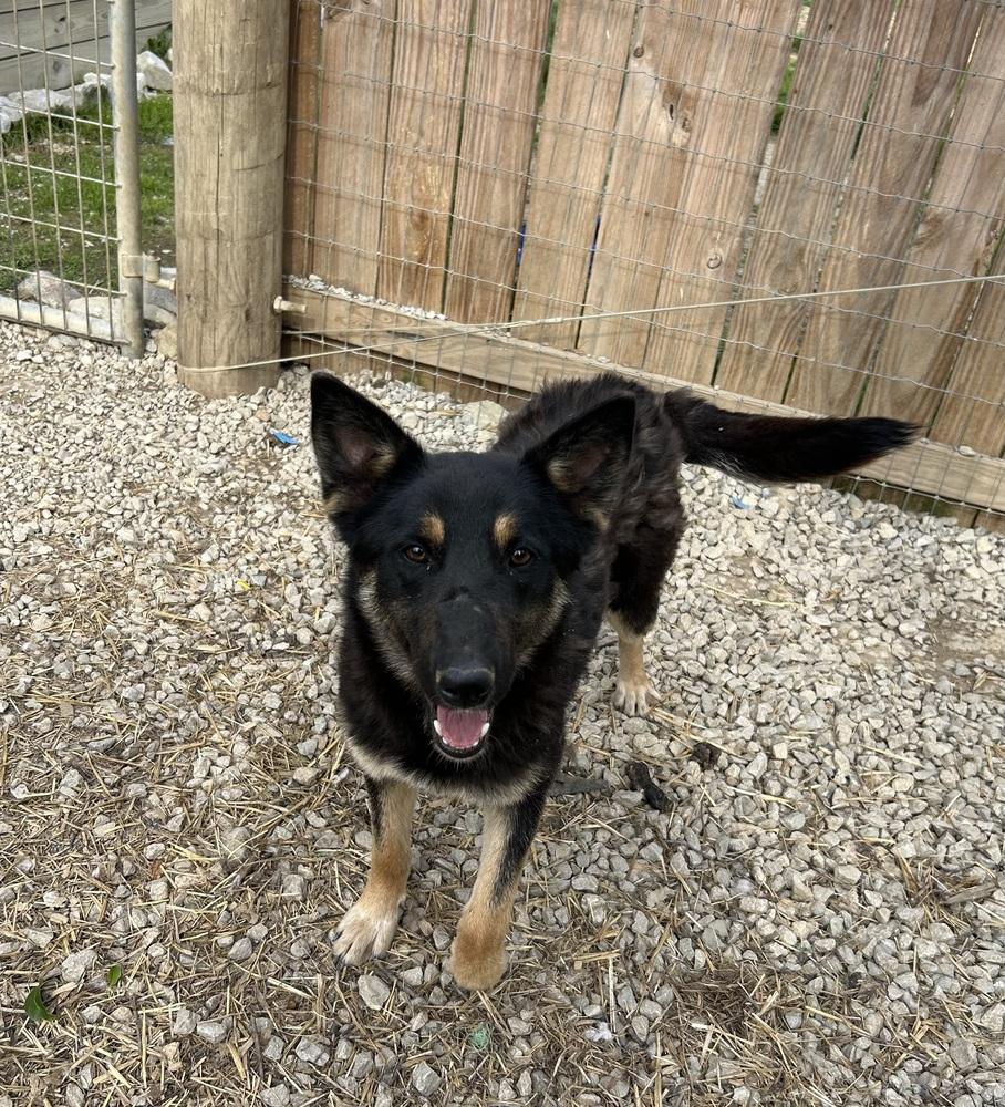 Smudge, a Adoptable Shepherd in Brownstown, IN image 1/2
