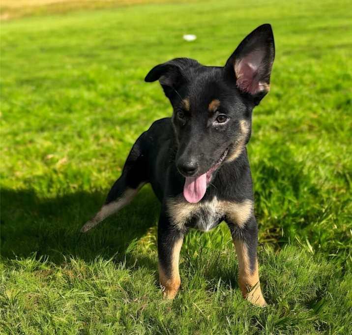 Smudge, Adoptable, Puppy Male Shepherd.