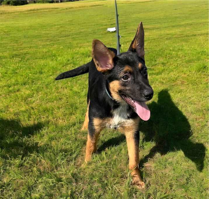 Enlarge Smudge, a Adoptable Shepherd in Brownstown, IN image 2/3